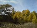 Autumn colours, creekside, Armidale DSC00640
